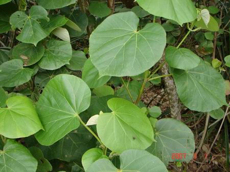 葉：圓心形，全緣或有不明顯之波狀齒緣，具長柄