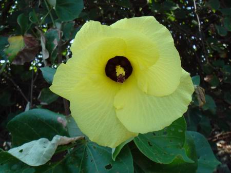 5片螺旋的花朵，像個羽毛球，黃色